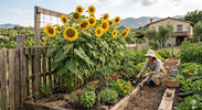 Guida alla Semina del Girasole: Come e Quando Piantare la Varietà Alto Semplice Extra