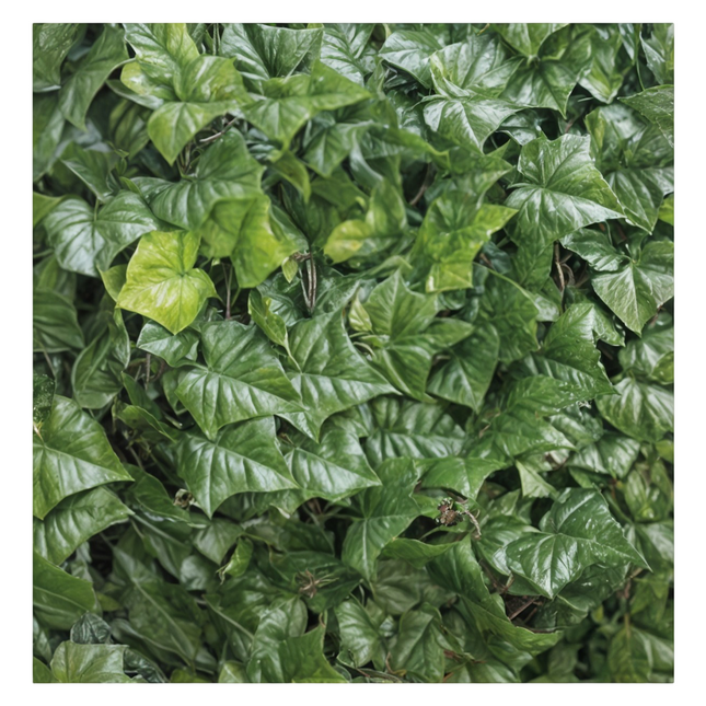 Arella Edera Artificiale 1x3 m – Siepe Sempreverde Decorativa