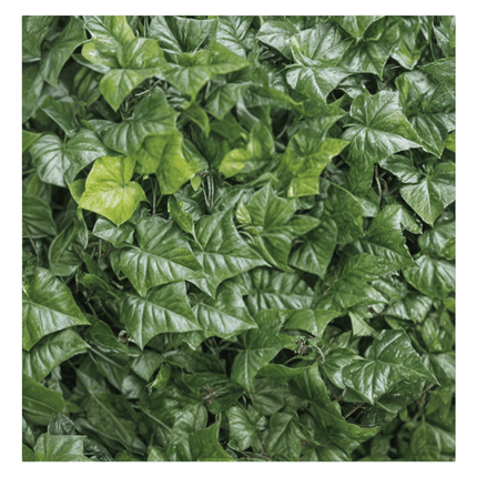 Arella Edera Artificiale 1x3 m – Siepe Sempreverde Decorativa Biacchi