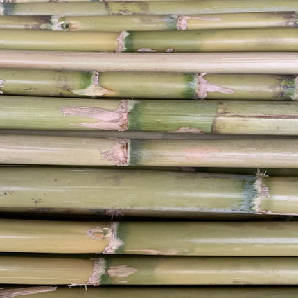Canne Italia Arella in Bamboo Naturale, Ideale per Recinzioni Separè Coperture Spazi Privacy, Casa Giardino Mare Spiaggia, Utili per Creare Ombra Casalinghi Sicignano