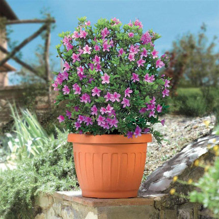 Bama Vaso Terra Tondo Plastica Terracotta In Varie Misure E Capacità Diverse