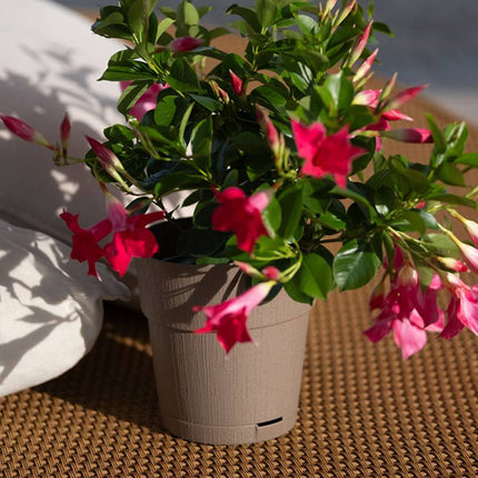 Stefanplast Vaso Ethica - Design Moderno Per Interni Ed Esterni, Collezione Elegante E Resistente