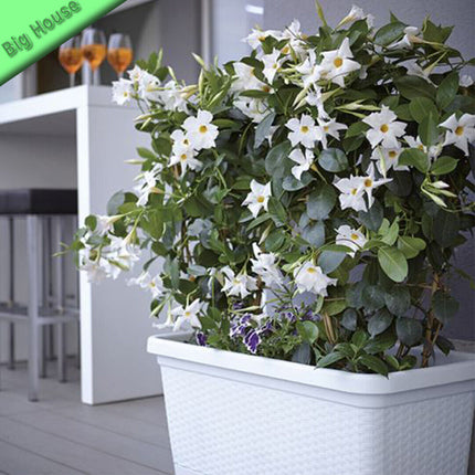 Fioriera Natural In Plastica Rettangolare Vaso Per Piante Fiori 80×40×34 Cm