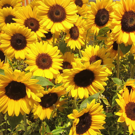 Semi di Girasole Alto Semplice (Helianthus annuus) - Sementi Dotto - 6gr Sementi Dotto