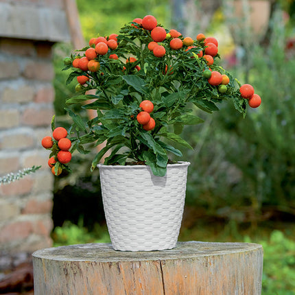 Stefanplast Vaso Natural Bianco Per Piante E Fiori In Vari Dimensioni Stefanplast