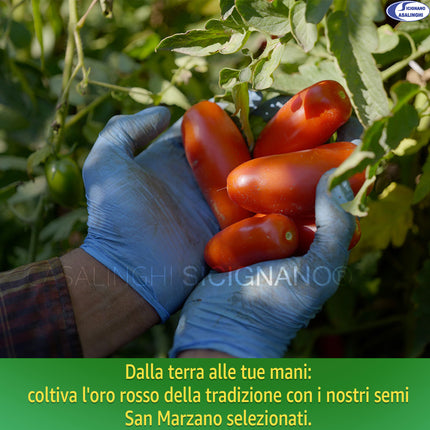 Semi Pomodoro San Marzano 2 - Indeterminato per Passate e Pelati Sementi Dotto