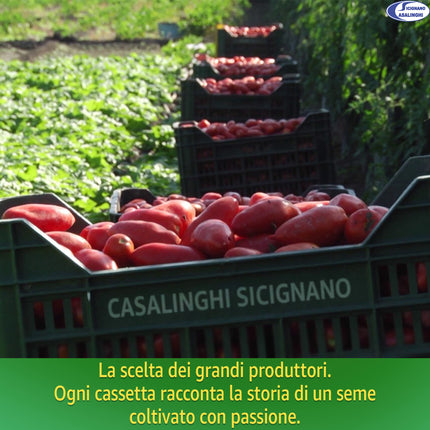 Semi Pomodoro San Marzano 2 - Indeterminato per Passate e Pelati Sementi Dotto
