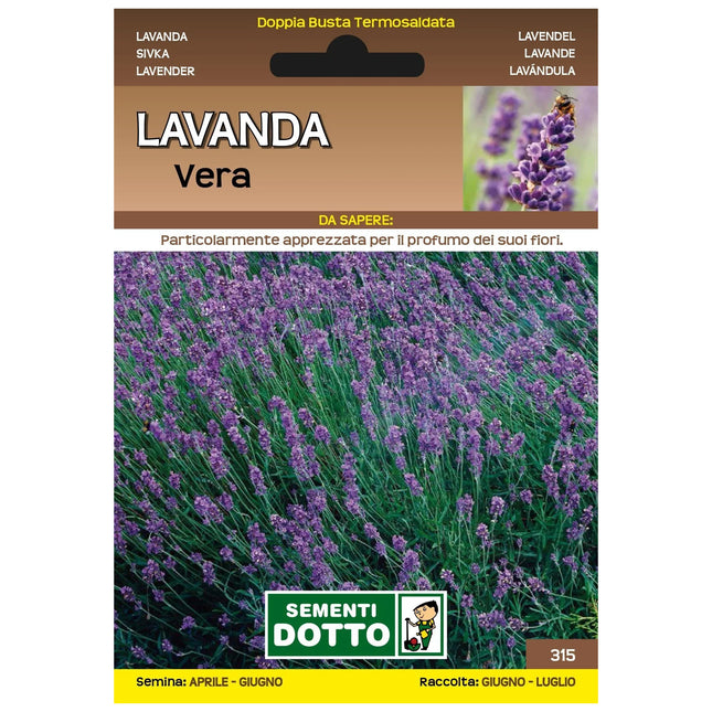 Semi di Lavanda Extra Sementi Dotto