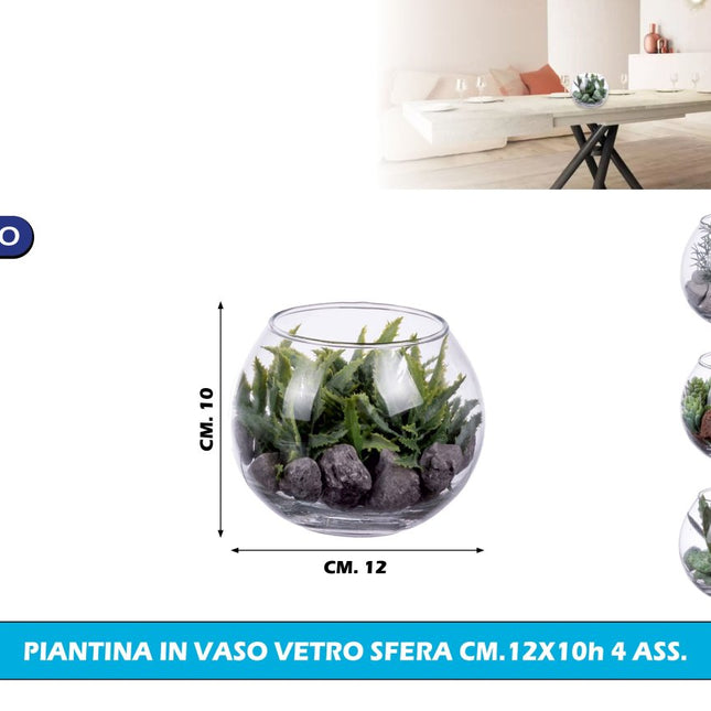 Piantina Grassa Artificiale in Vaso di Vetro a Sfera 12x10 cm - 4 Modelli Assortiti Star