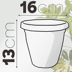 Bianco / 16 cm / Con terriccio