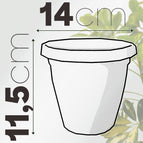 Avana / 14 cm / Senza terriccio
