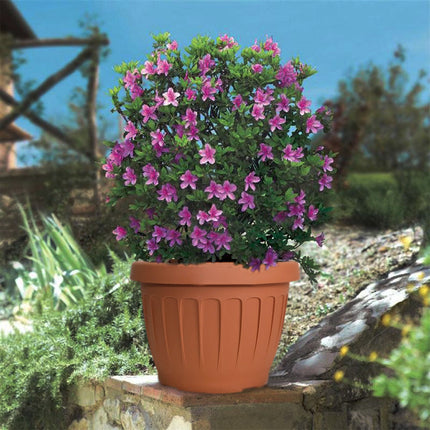Bama Vaso Terra Tondo Con Sottovaso E Terriccio Plastica Terracotta