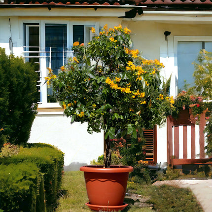 Sicignano Vaso Vulcano Con Sottovaso E Terriccio, Plastica Terracotta