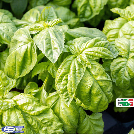 Semi Basilico Foglia di Lattuga Extra - Foglie Grandi e Profumate Sementi Dotto