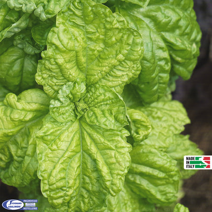 Semi Basilico Foglia di Lattuga Extra - Foglie Grandi e Profumate Sementi Dotto
