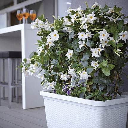 Stefanplast Fioriera Natural Con Ruote – Design Rattan, 66 Litri, Irrigazione Progressiva E Barra Rinforzante